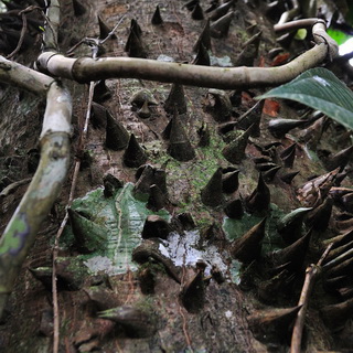 Jungle